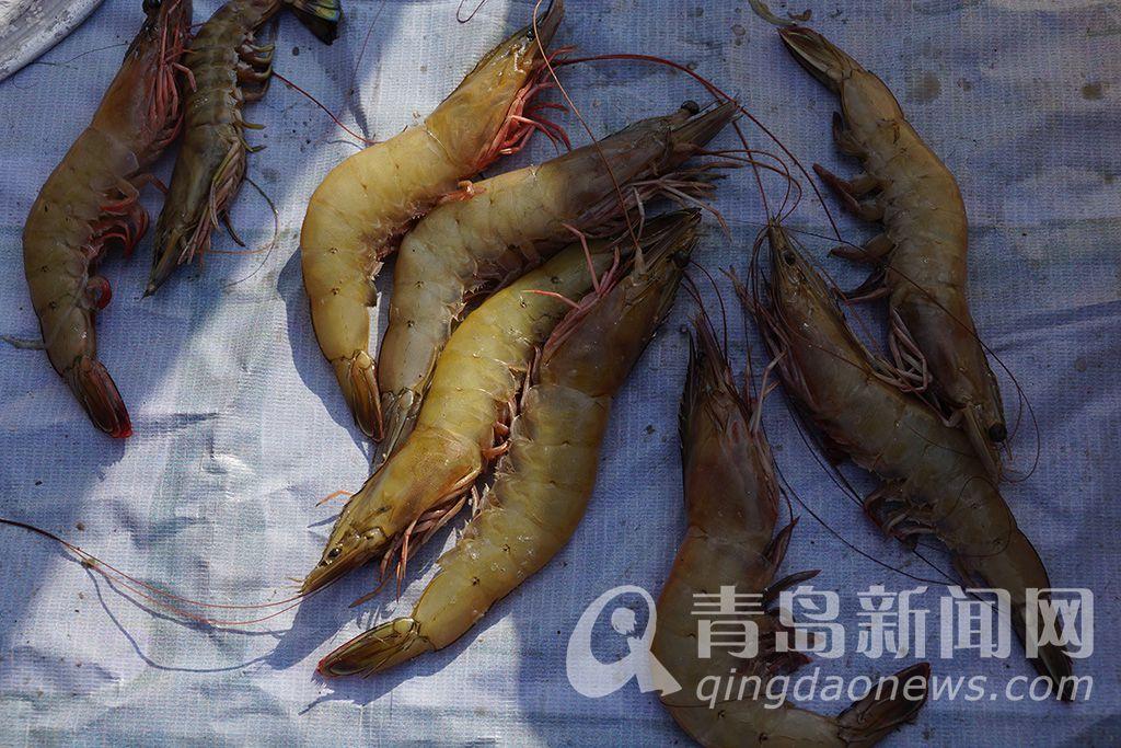 海捕最新消息，全球海洋捕捞业的最新动态与未来展望